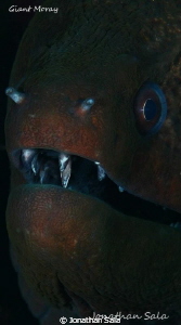 Moray portrait by Jonathan Sala 